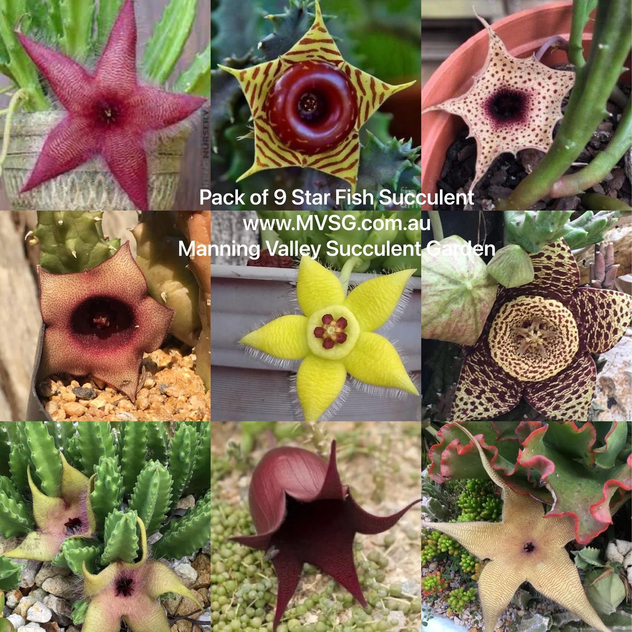 Starfish plant sale